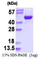 Human JNK2