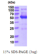 Human JNK1