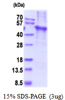 Human Krueppel-like Factor 4 (KLF4)
