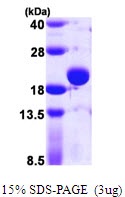 E. coli Thiol Peroxidase (TPX)