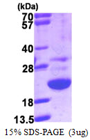 Human Galectin-Related Protein (LGALSL)