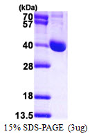 Human LCMT1