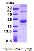 Human LPS-induced TNF-alpha Factor (LITAF)