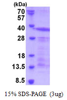 Human Leukosialin