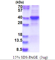 Human LIPG