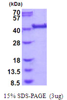 Human LRP2BP
