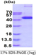 Human MAPK14 (p38 alpha)
