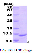 Human Macrophage Inflammatory Protein 3 beta