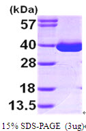 Human MDH1