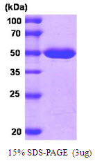 Human MAT2A