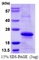 Human MRCL3