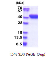 Human MESDC1