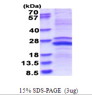 Human Matrix Metalloproteinase-23 (MMP-23)
