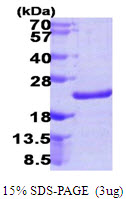 Human NUDT10