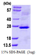 Human Novel Neurotrophin-1 (NNT-1)