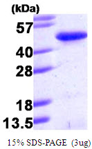 Human PINX1