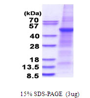 Human PLA1A