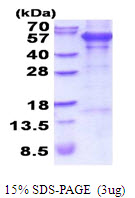 Human PCPE-1