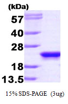 Human PEBP1