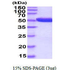 Human PGD