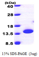 Human PTRH2