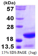 Human p16 ARC