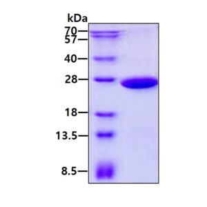 Human PGPEP1