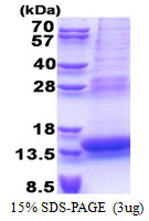 Human Placenta-specific Gene 8 Protein (PLAC8)