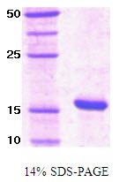 Human Peptidyl-prolyl cis/trans Isomerase (Pin1)