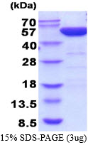 Human PGD