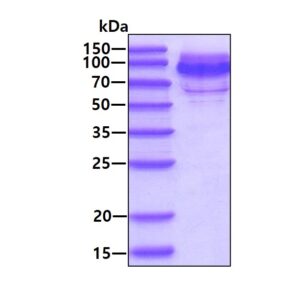 Human CD162