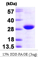 Human RRAS2