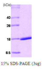 Human Retinoic Acid Receptor alpha