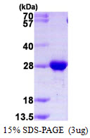 Human RAB2B