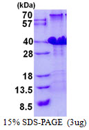 Human RPC8