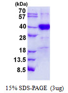 Human RPC39