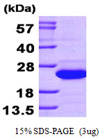 Human SAT1
