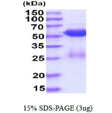 Human SMAD3