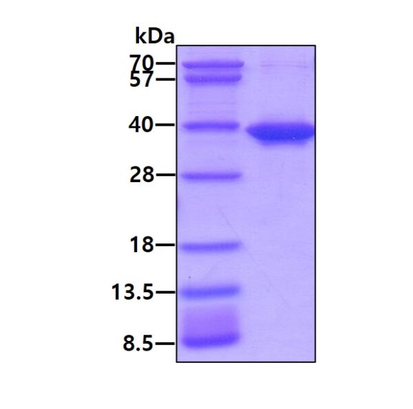 Human SULT1A2