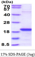 Human SKP1