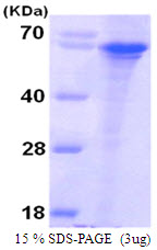Human Syntaphilin