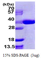 Human SEC13L1