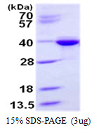 Human Syntaxin-3