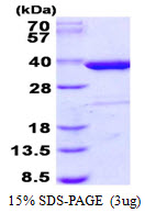 Human Syntaxin-4