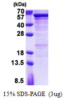 Human Semenogelin-1