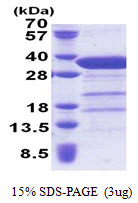 Human Syntaxin-6