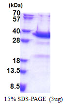 Human Synaptotagmin-5