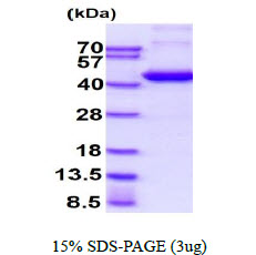 Human Septin 3