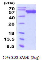 Human Secernin-1 (SCRN1)