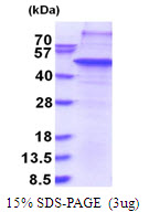 Human THAP11